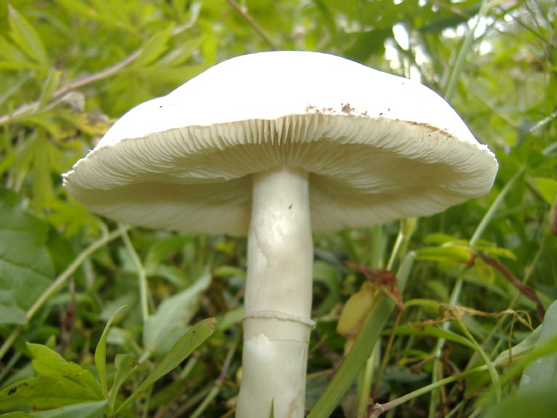 Fungo da determinare